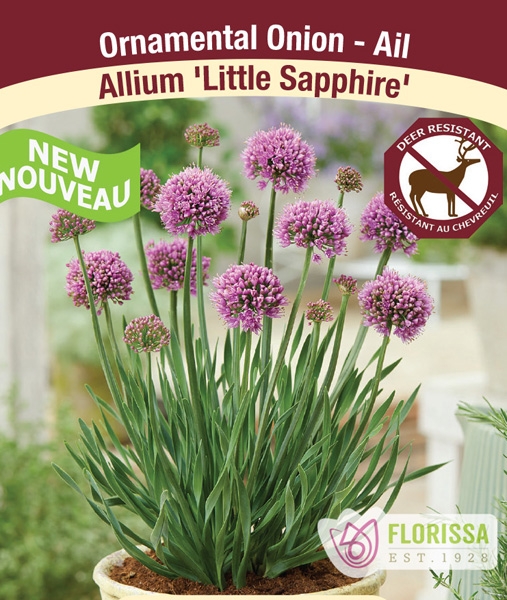 Allium 'Little Sapphire' 